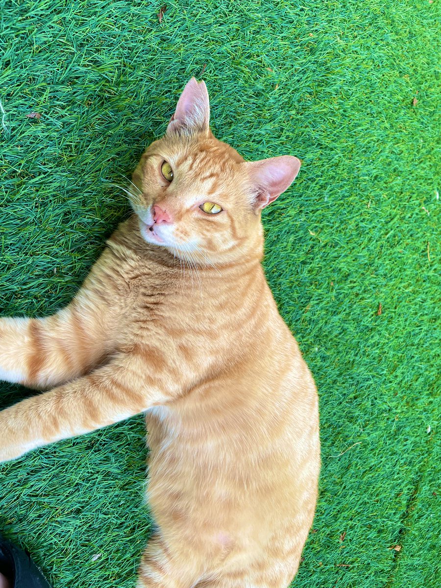 いぬねこブログ tweet media