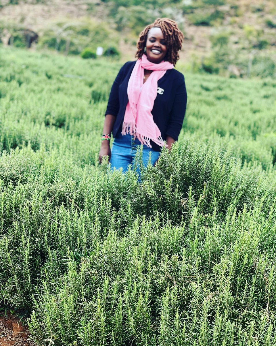 farmeronfire1's tweet photo. Did you know the immense benefits of Rosemary EXPORT farming ???

-You dont need to fence
-Plant once only
-Cows ,goats dont eat it
-Anti-theft
-Easier crop care

And still fetch that foreign currency
Come for training this sat in Ngong .call 0720448250

#ThreadsApp  #SabaSaba https://t.co/BIOJ6u5aGL