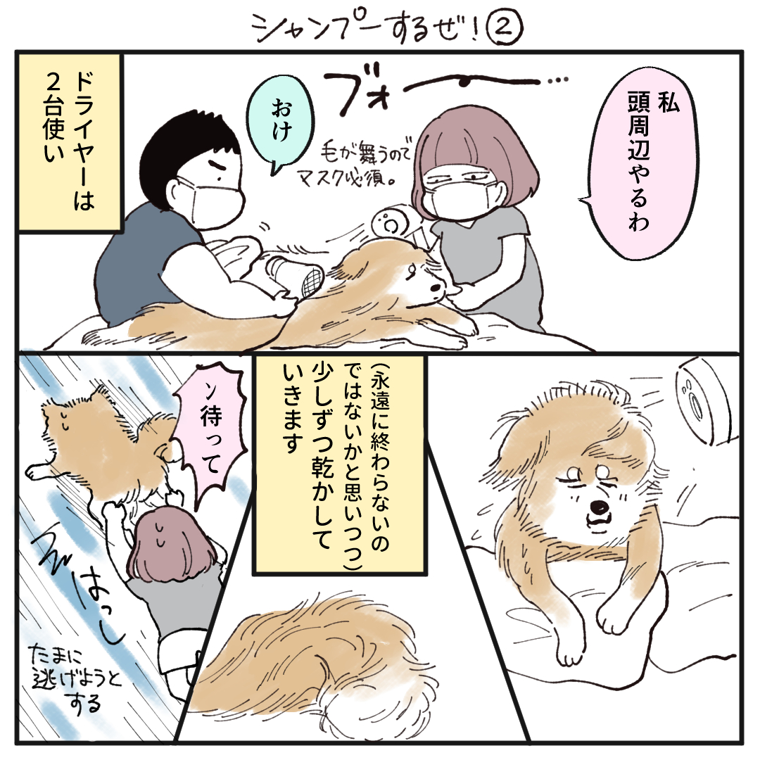 明日ぽんちゃんの全身シャンプーするので今から"やるぞ"という"気持ち"を作っているのですが、専用ドライヤー買って時間かなり短縮したのでほんとに買って良かったです!!!(過去にっきより) 