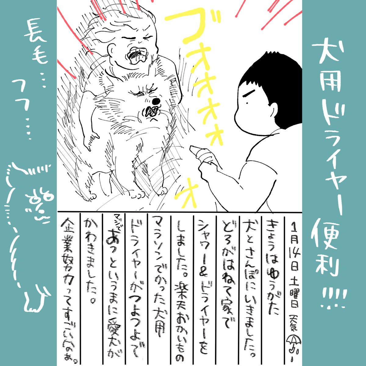 明日ぽんちゃんの全身シャンプーするので今から"やるぞ"という"気持ち"を作っているのですが、専用ドライヤー買って時間かなり短縮したのでほんとに買って良かったです!!!(過去にっきより) 