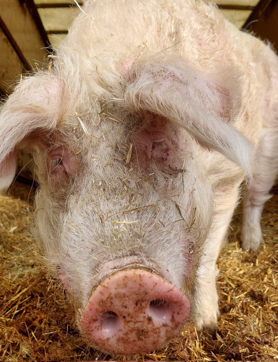 Grahanimal's tweet image. Hello I'm Brad, I live at @BTWsanctuary.

I don't want to be a millionaire like a human. But I do recognise the money would help our feed club,  I just want respect for life.

The first rule of feed club is always talk about feed club.

#Fridaymotivation to be a #Pigoneer