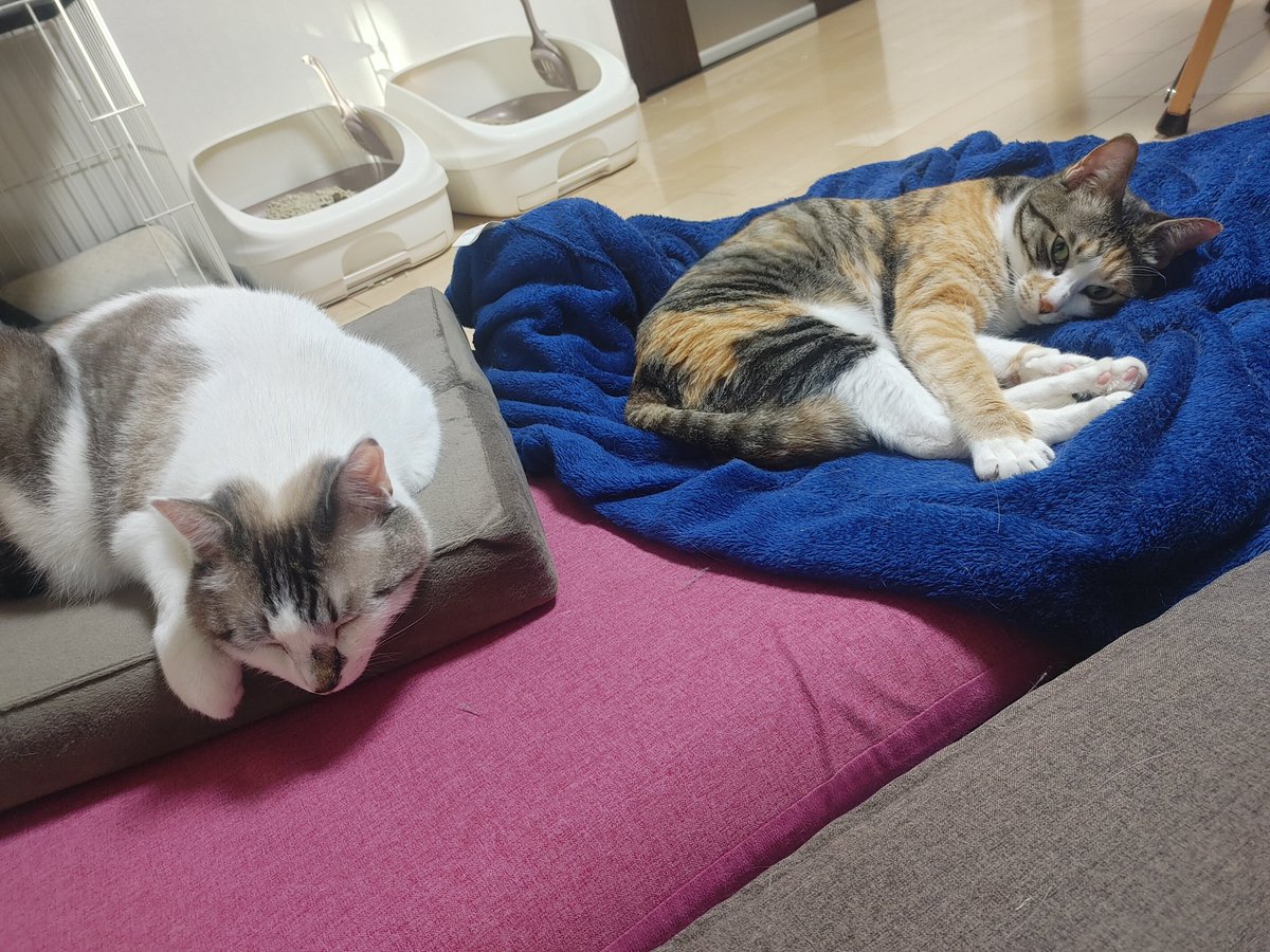 最近、朝から夜遅くまで仕事で出掛けてる日が多いので、こうして猫とのんびり過ごせる時間がより一層愛おしく、尊く、幸せを感じます。。
