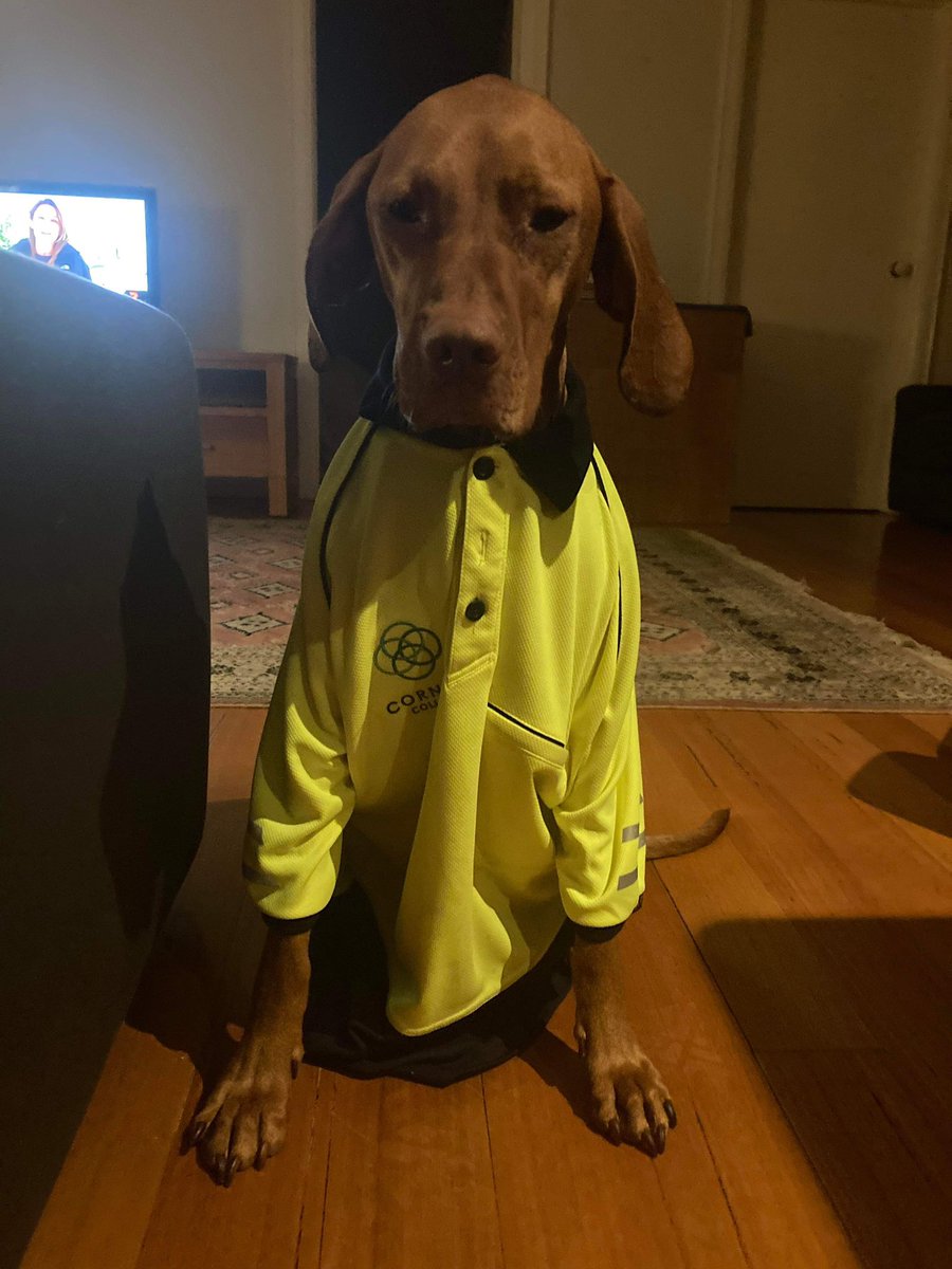 cornishnature's tweet photo. It’s been fantastic to have Jasmine the work experience Vizsla onboard this holiday work campaign! A dedicated follower of fashion also. #vizsla https://t.co/6wDpwiUJMe
