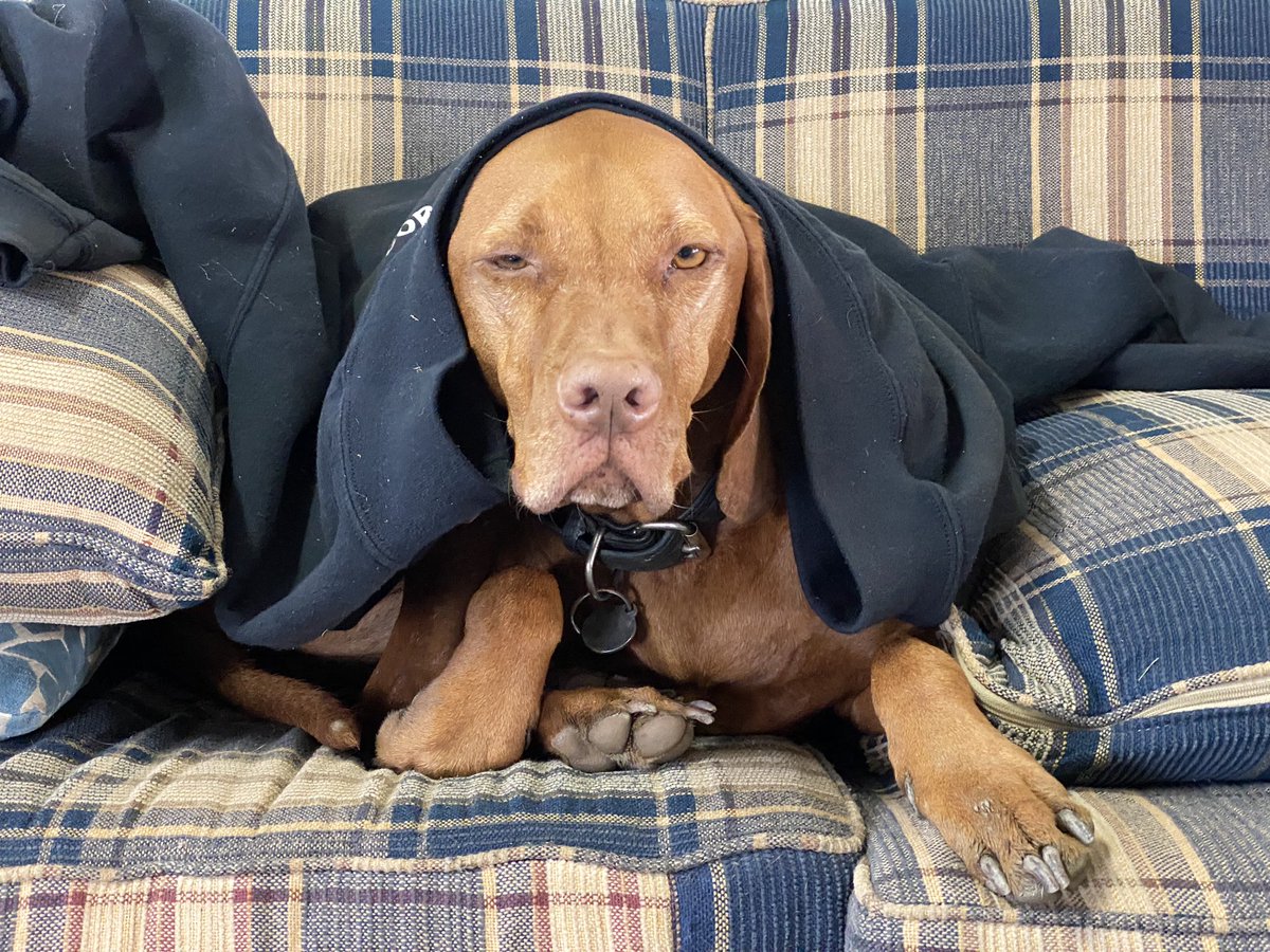 cornishnature's tweet photo. It’s been fantastic to have Jasmine the work experience Vizsla onboard this holiday work campaign! A dedicated follower of fashion also. #vizsla https://t.co/6wDpwiUJMe