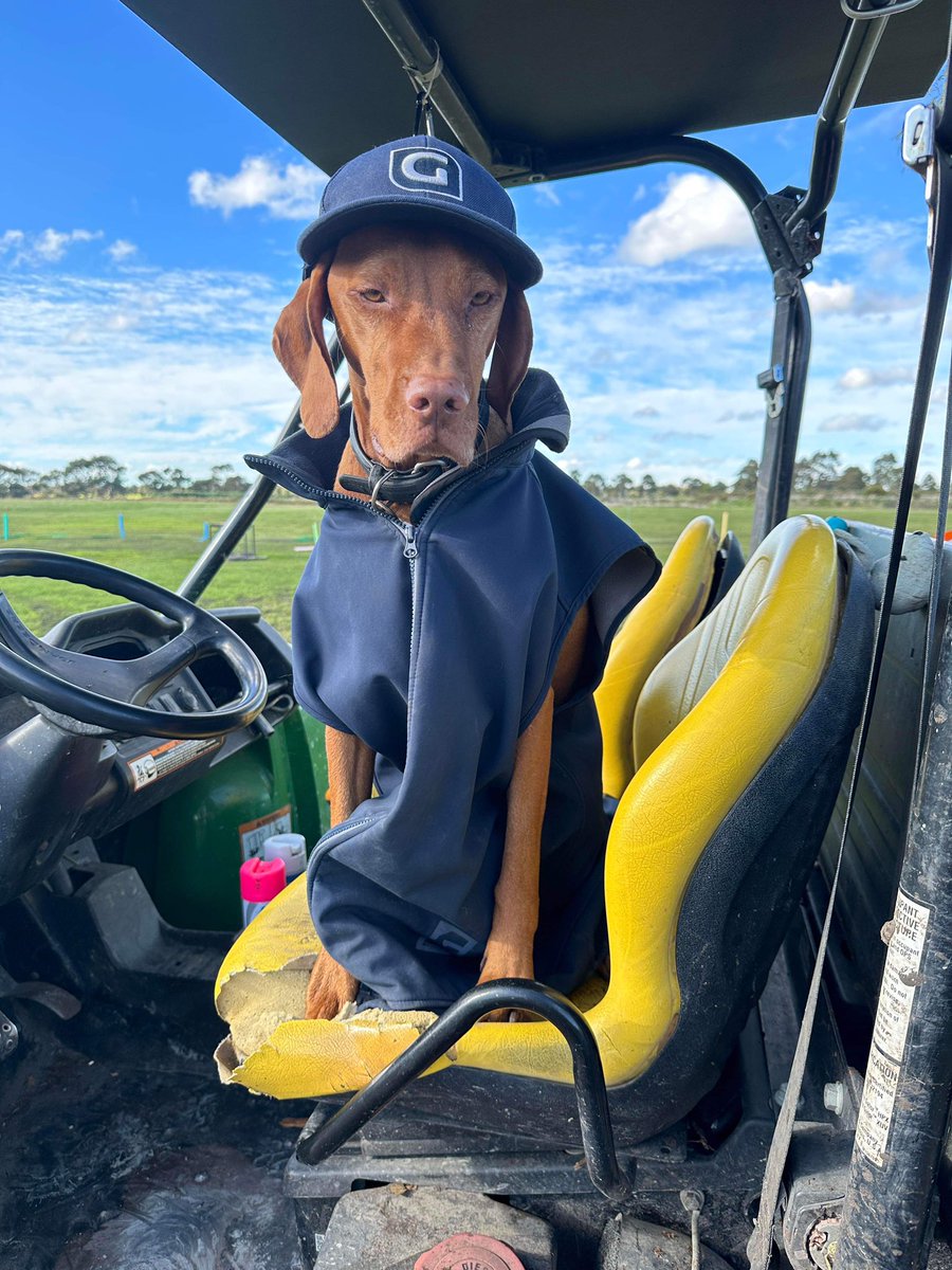 cornishnature's tweet photo. It’s been fantastic to have Jasmine the work experience Vizsla onboard this holiday work campaign! A dedicated follower of fashion also. #vizsla https://t.co/6wDpwiUJMe