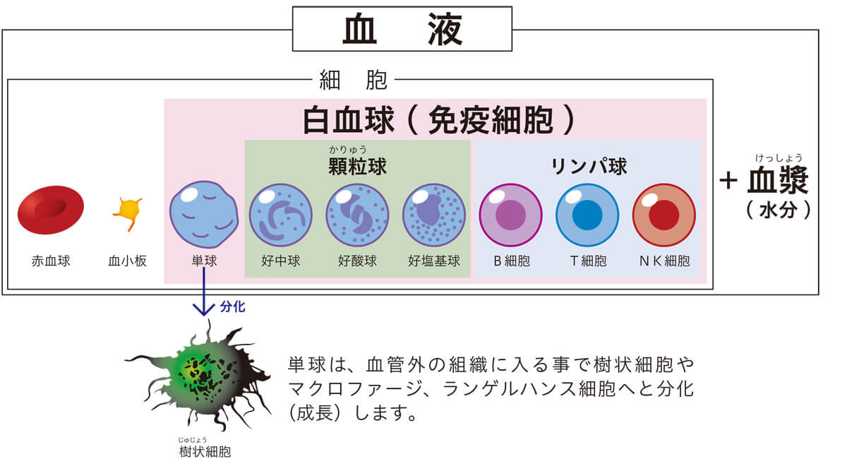 骨に蓄えられた低線量の放射線の影響は、リンパ球や好中球への影響より、単球（劇的に減少する）を観察することが重要だとロザリー・バーテル博士。

総白血球数やリンパ球の数が減ったとしても、低線量の場合は正常範囲になってしまうと。

あの病院は、なぜ好中球を測定しているの？