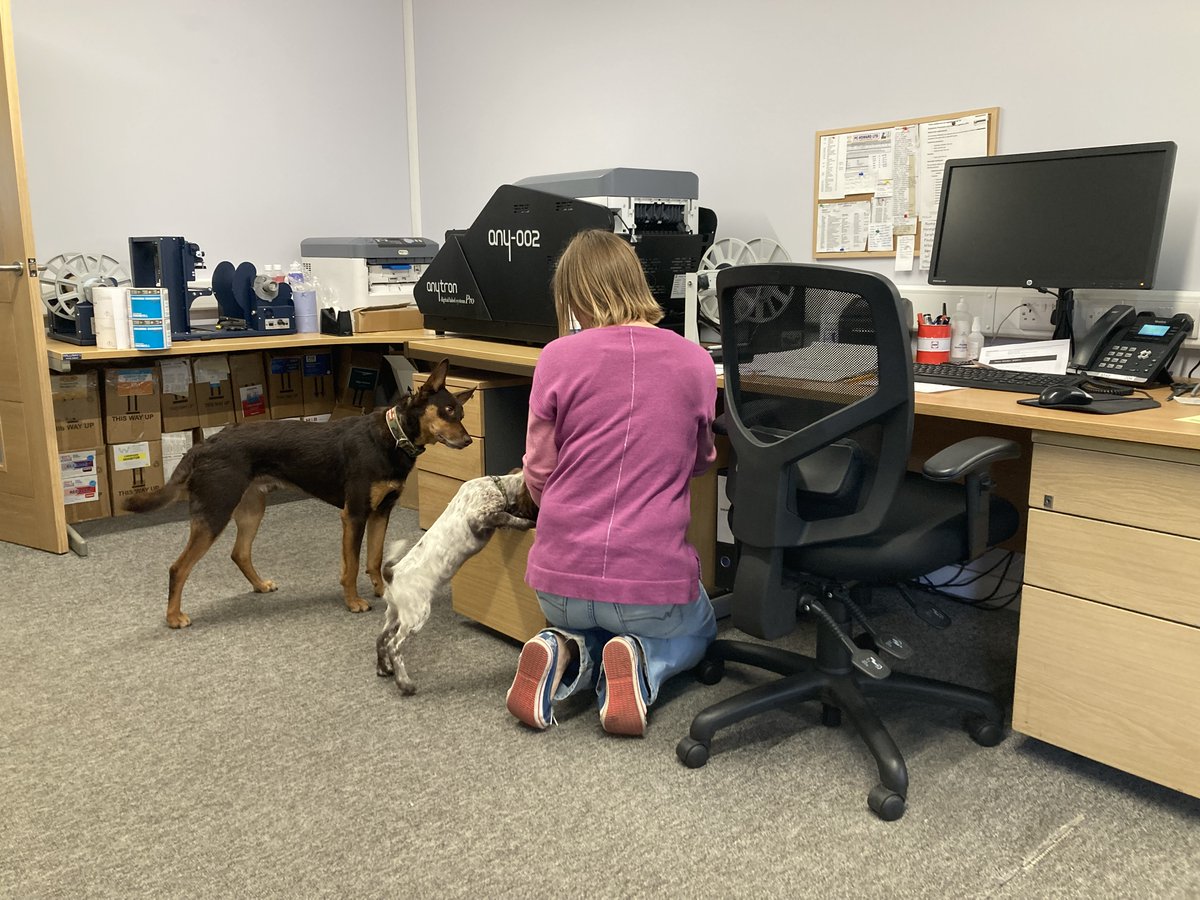 Yesterday Ripley was back in the office and keen to hone her filing skills! Bear is Chief Filing Inspector!

#dogs #puppylove #puppies #officedog #officedogs #officefiling #Ripley #Bear