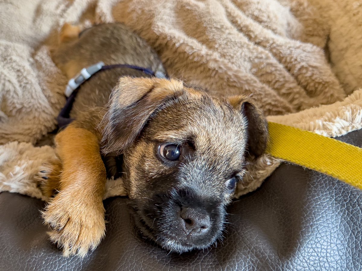 Good morning friends! I’m off to the vets today for my first jabs! One step closer to meeting more people! #BTPosse #dogsoftwitter #dogs #dogsontwitter