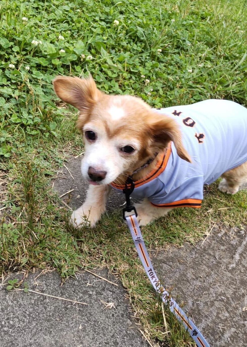 ジャイアンツファンの愛犬家必見‼️ #ペットグッズ が登場