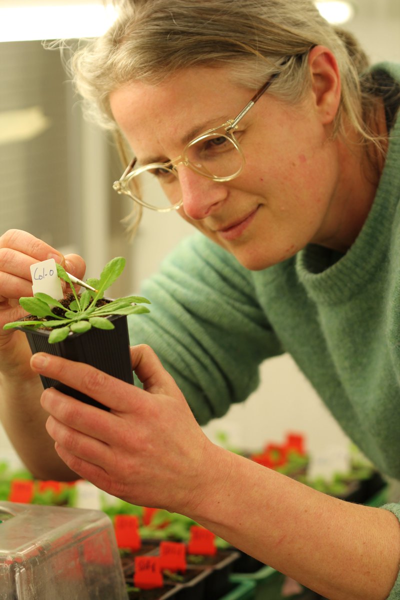 WURplant's tweet photo. 🎉 We are very proud of entomologist @KarenKloth who heard last week that she is to receive a Vidi grant of @NWONieuws. She will use it to conduct research into aphids on pepper plants, currently a major issue for bell pepper growers. 
We interviewed her👉https://t.co/gl7mIMuYeQ https://t.co/XNmvIlr06n