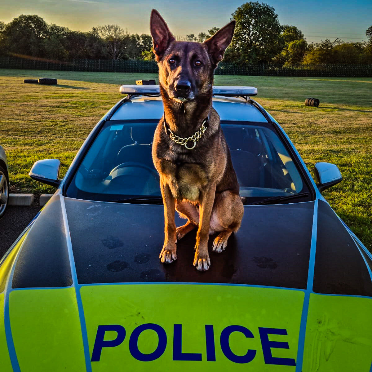 Last night Silas assisted our RPU with a vehicle that failed to stop and suspects that subsequently fled 🏃 Silas gave chase after one 🦈 and located the other after a lengthy search. Both detained by this fantastic lad, and vehicle recovered by our RPU 👏 #🚔SSD