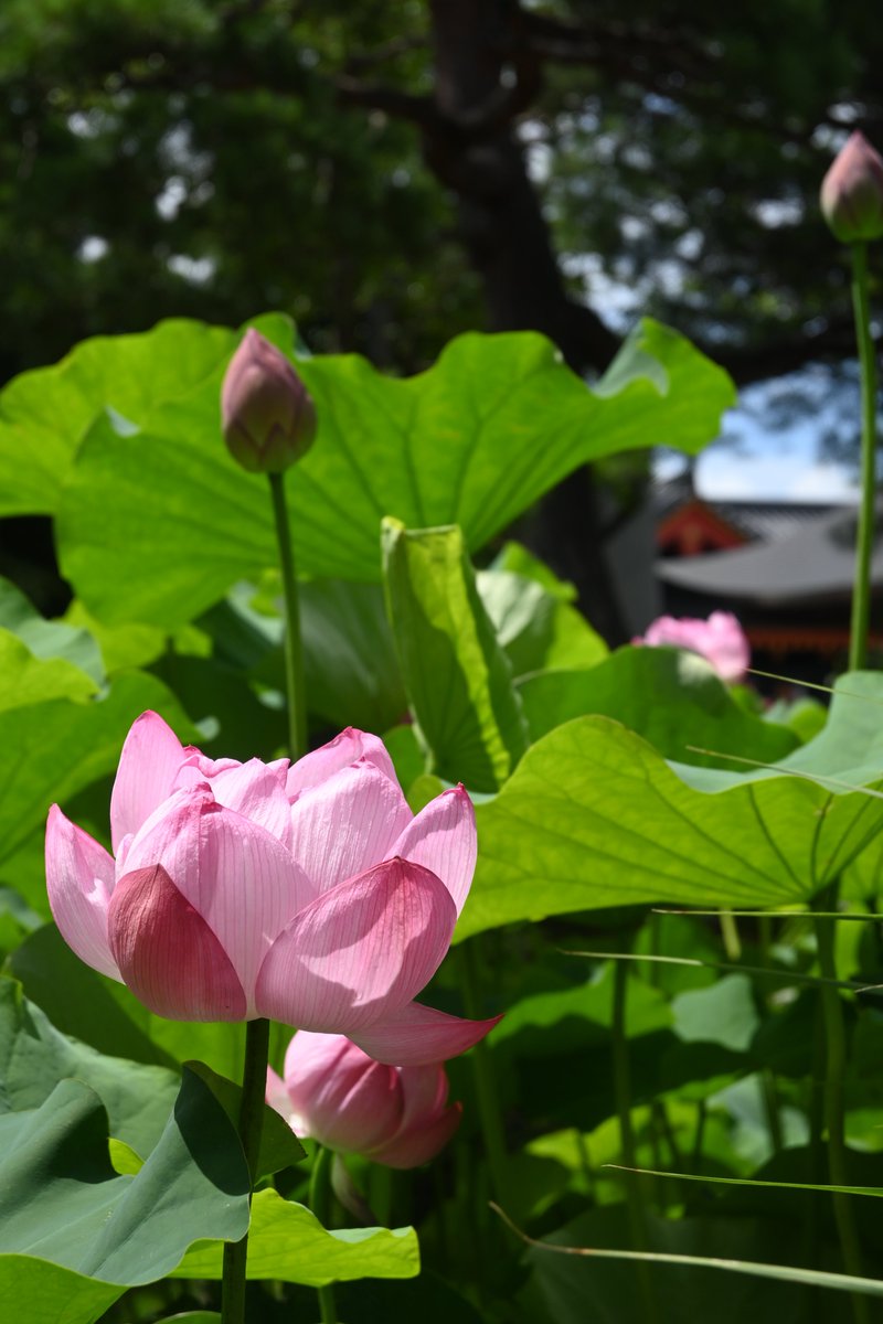 MurauchiPhoto's tweet image. 今日は七夕🎋ですね。

こと座のベガが織姫
わし座のアルタイルが彦星
東の空の高い所に位置する夏の大三角を探してね。

今夜はお星さまにお願い事できるかな？🌟
いつか天の川、撮りに行くぞ～٩( 'ω' )و
(カメラ初心者の願い)

#写真好きな人と繋がりたい #過去写真 #nikonz30