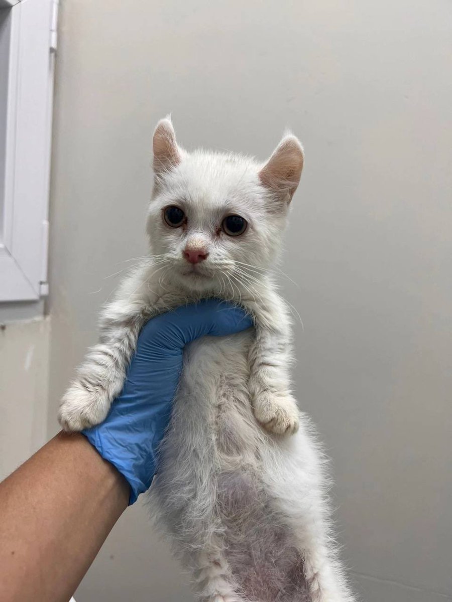 otsukareeeeeehh's tweet photo. Вечный котенок Сириус ищет дом в Москве!

Котик Сириус живет в стационаре уже месяц, хозяева отказались от него, потому что у него дефицит гормонов щитовидной железы, из-за чего он не растет – маленькая голова, большое туловище, короткие лапки. Ему всю жизнь нужно будет https://t.co/37fI6RNujf