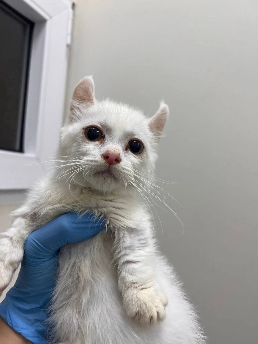 Вечный котенок Сириус ищет дом в Москве!

Котик Сириус живет в стационаре уже месяц, хозяева отказались от него, потому что у него дефицит гормонов щитовидной железы, из-за чего он не растет – маленькая голова, большое туловище, короткие лапки. Ему всю жизнь нужно будет