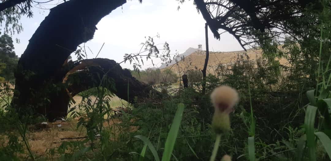 JwadSarm's tweet photo. تیر کال همداشپې ورځې وې ډیری یاران ددې ونې ترسیوري راټول وؤ دمینې او أخوت مجلس مو وکړ 
خو دهغې ملګرو یې دوه ملګري دشهادت تر منار هسک شوي.
پرون ورغلم هغه ځای ته چې په فراق یې ونه غوټه پر ملا خم شوې وه.
نو هغه دشاعر شعر مې ذهن ته راغی.
چې وایې     تا لیدلی ندی زور دبیلتانه https://t.co/bwIs9oCa1N