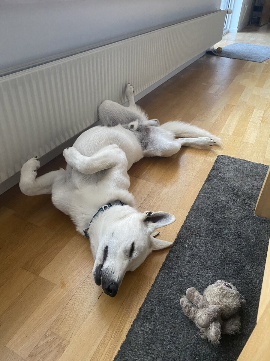 jbp8340's tweet photo. Vi har haft gæstehund i knap 4,5 måned. Men i dag skal han hjem. Jeg er meget spændt på hvordan brormand tager det. https://t.co/Bda388fMhy