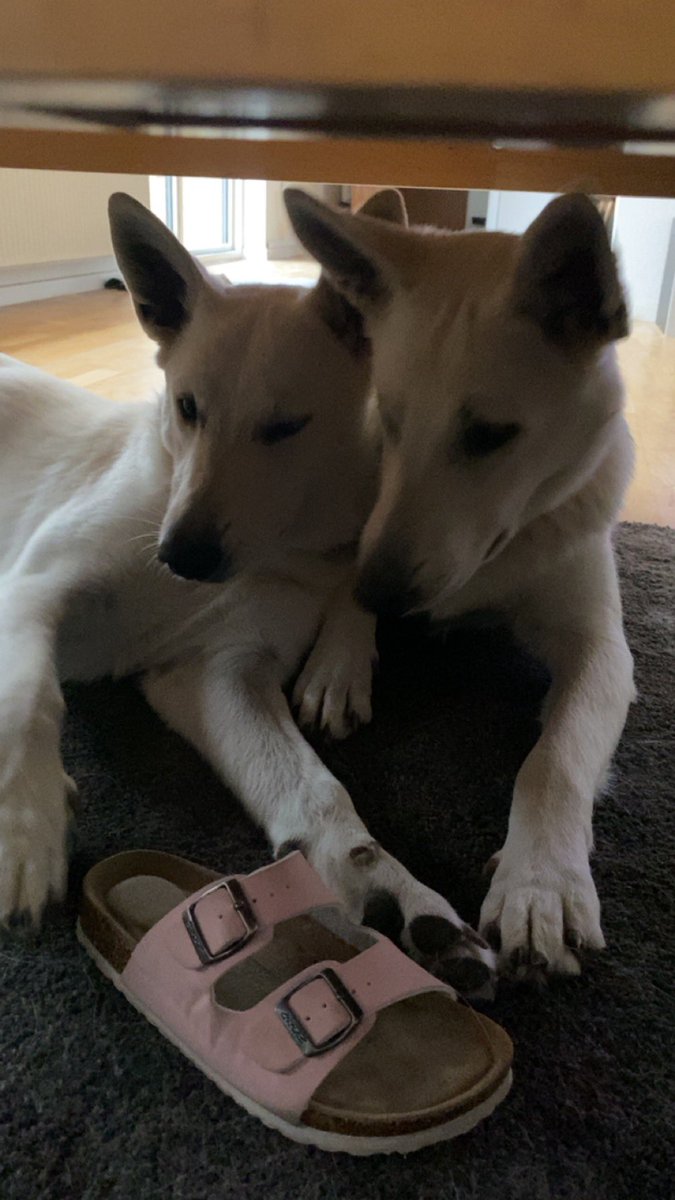 jbp8340's tweet photo. Vi har haft gæstehund i knap 4,5 måned. Men i dag skal han hjem. Jeg er meget spændt på hvordan brormand tager det. https://t.co/Bda388fMhy