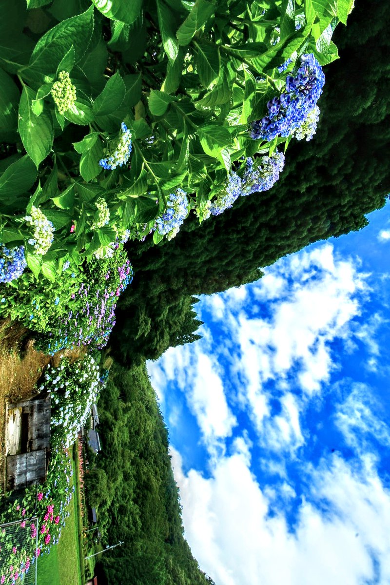 kana_9093's tweet photo. 紫陽花と空が好きな君との間に
今日も爽やかな風が吹く https://t.co/4ybEhuHWvE