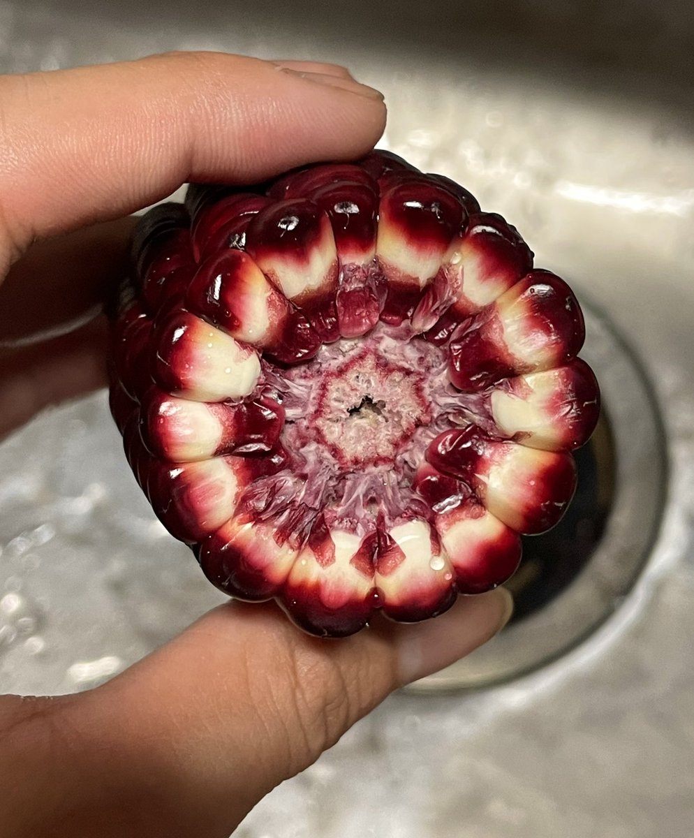 断面図がすごい美しい https://t.co/5I6zf0AiAX https://t.co/Pei54bAj0o