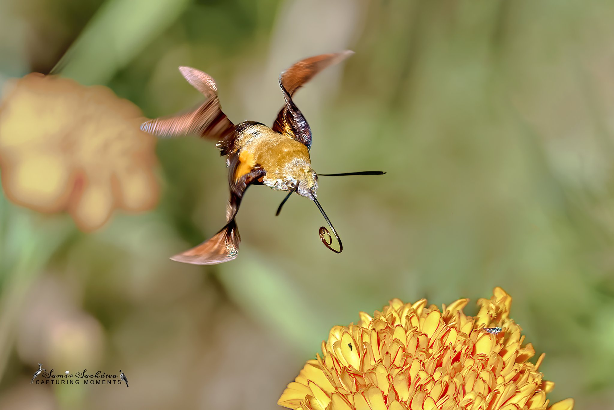 Samir Sachdeva - ©Capturing Moments on Twitter: 