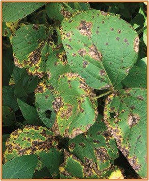 HarunMuthuri's tweet photo. Soybean Disease to Watch out for in the current season in the great lakes: #Soybeanrust #Red leaf blotch #Cercospora leaf blight. To learn more check https://t.co/3TdIrCVVPk. https://t.co/p71MYnp3IF