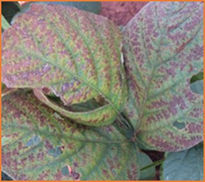 HarunMuthuri's tweet photo. Soybean Disease to Watch out for in the current season in the great lakes: #Soybeanrust #Red leaf blotch #Cercospora leaf blight. To learn more check https://t.co/3TdIrCVVPk. https://t.co/p71MYnp3IF