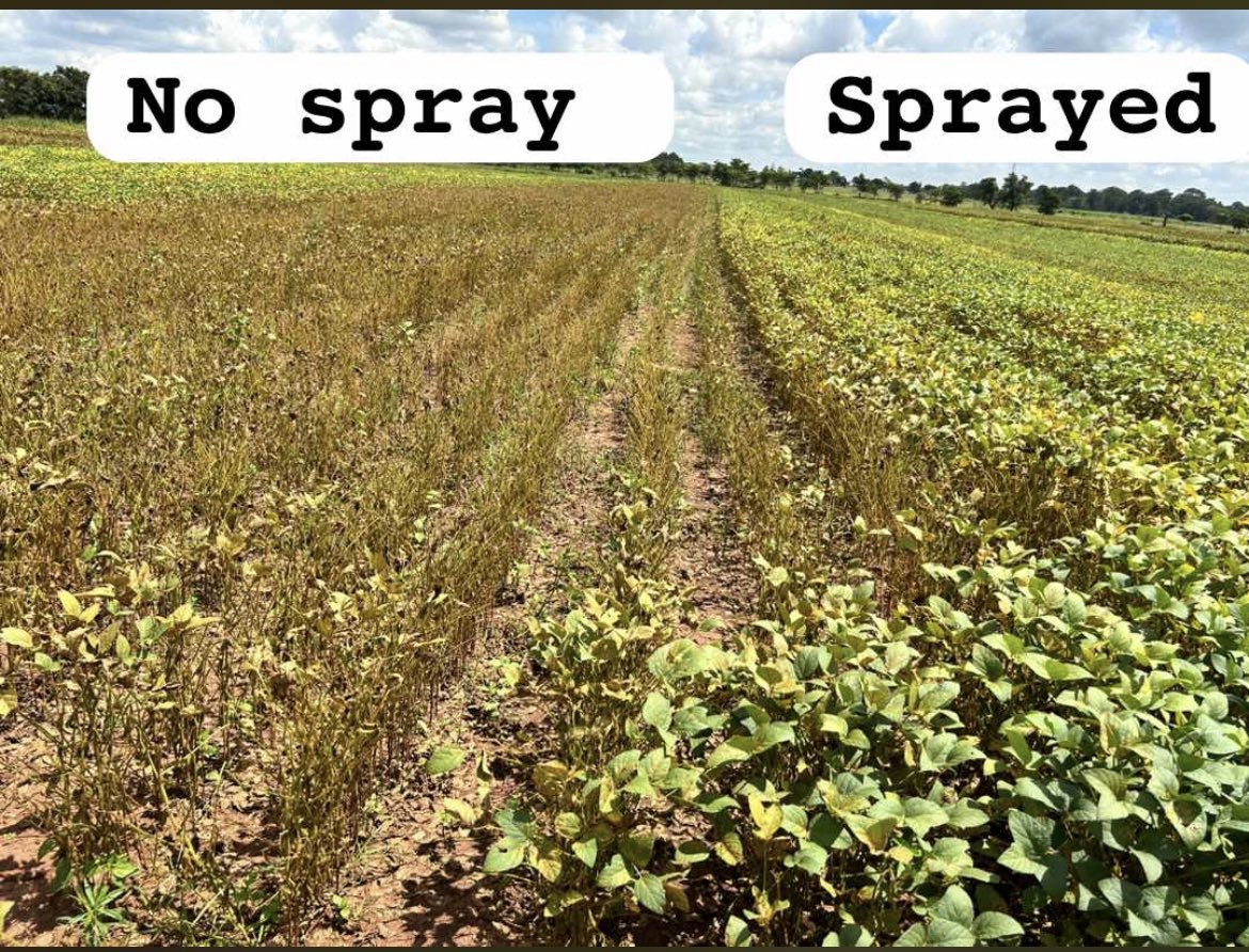 HarunMuthuri's tweet photo. Soybean Disease to Watch out for in the current season in the great lakes: #Soybeanrust #Red leaf blotch #Cercospora leaf blight. To learn more check https://t.co/3TdIrCVVPk. https://t.co/p71MYnp3IF