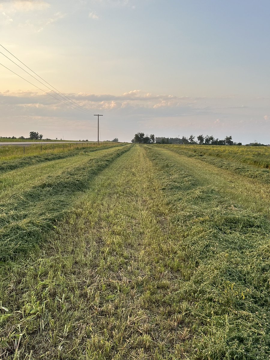KSalzl's tweet photo. Opening up this first year hay crop was just what the discbine needed for its initial break in. She was definitely thick and had a pretty good lean and knotted up. Best purchase hands down. #feedthemachine https://t.co/996vJXhcCa