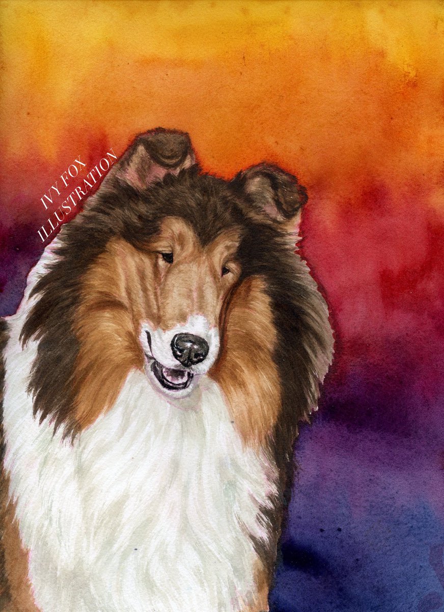 Today I painted a Collie named Celine! Painted in watercolors.

#collie #roughcollie #dogs #pets #art #painting #petportraitartist #watercolor #artist