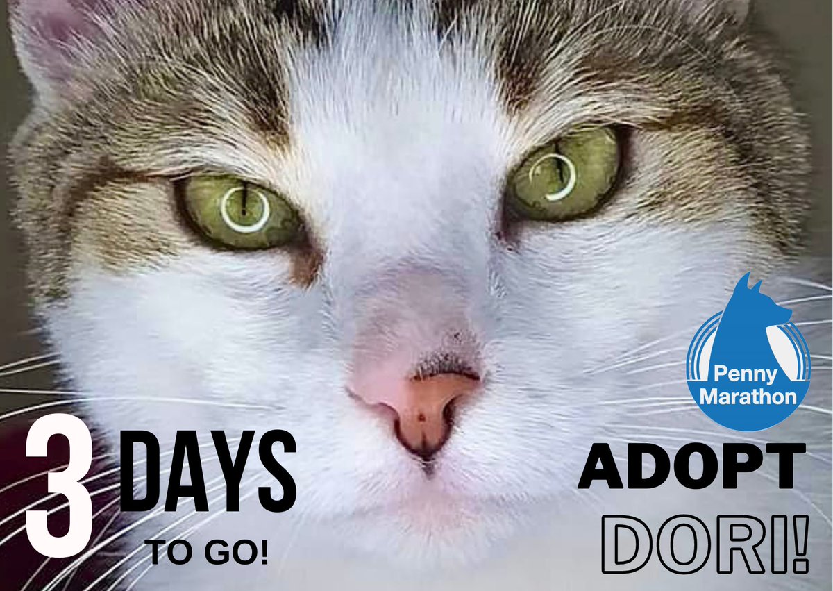 This is Dori, the cuddle bug, rescued by SCARS - Second Chance Animal Rescue Society, Greece. The team will be present at 2023 Penny Marathon Athens. Come say hi at Stavros Niarchos Foundation Cultural Center… right near Canal Cafe. Sunday, 9 July, 9–11. 
#pennymarathon