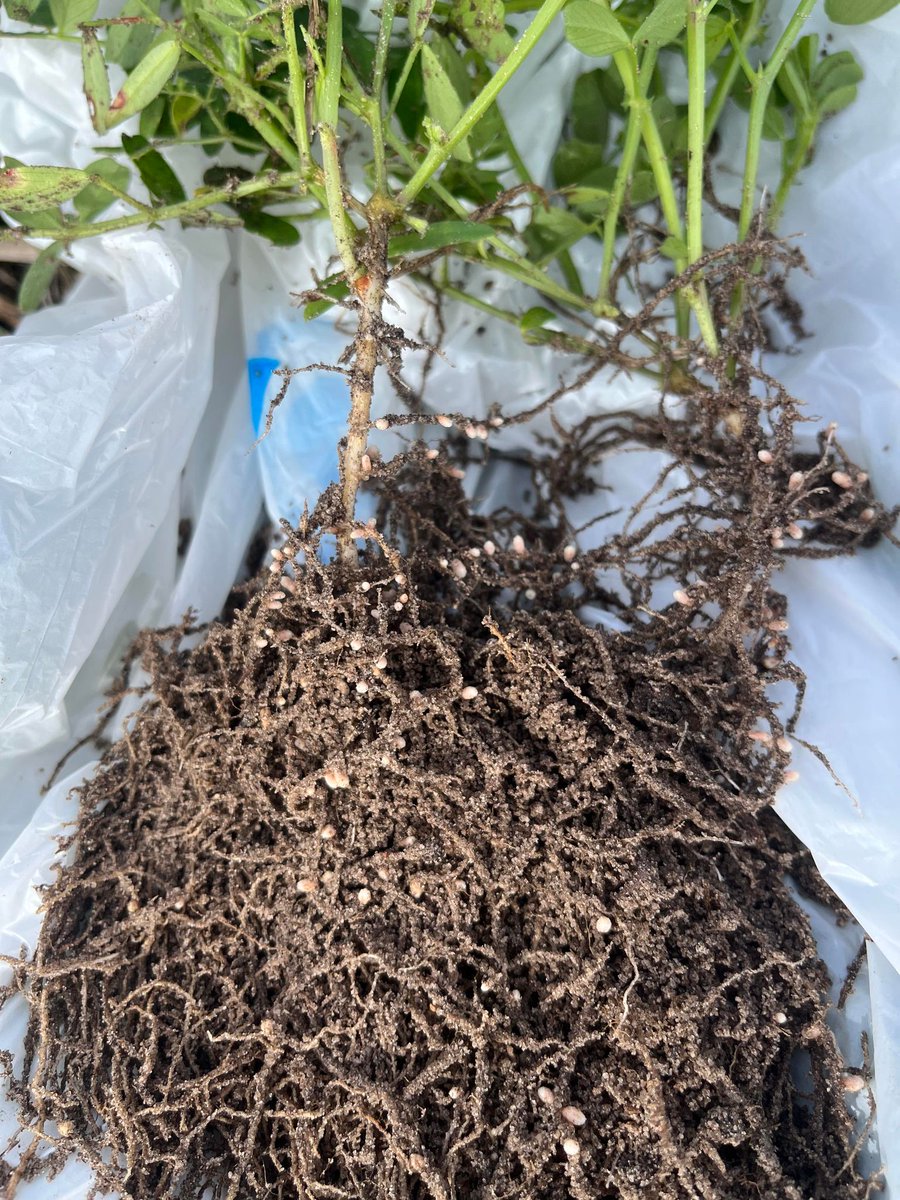 TheGillamii's tweet photo. Curious to hear some farmer thoughts on #GrainLegumes💭
#Lupins vs #CommonVetch What would make you chose to grow one over the other? Why have you or have you not grown Vetch?
📸Vetch and Lupin trial site https://t.co/Sz8mxwkuCE
@GRDCWest @GGA_WA
#legumesWA #askag https://t.co/ptqLeGDroc