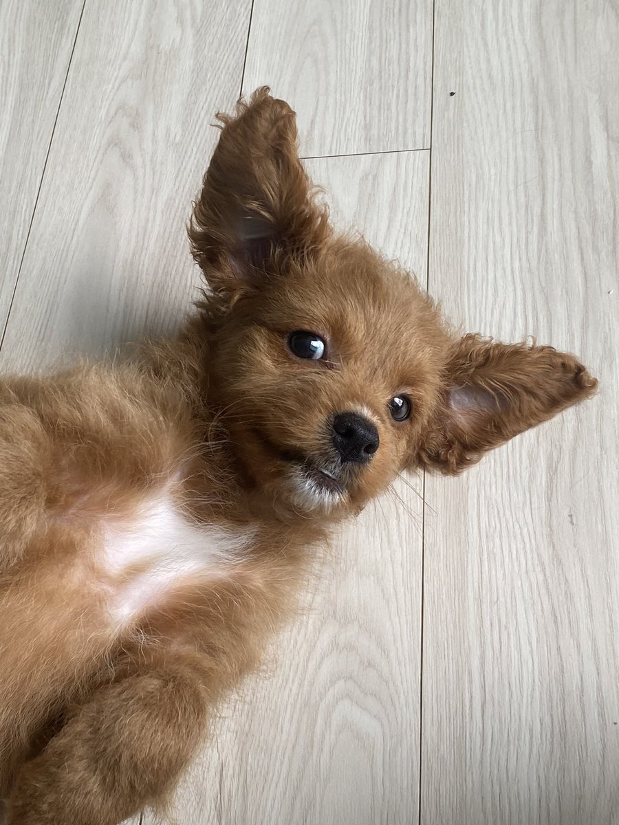 tomatorian1's tweet photo. 귀여운 콩수니 https://t.co/yqEkEh8Njc