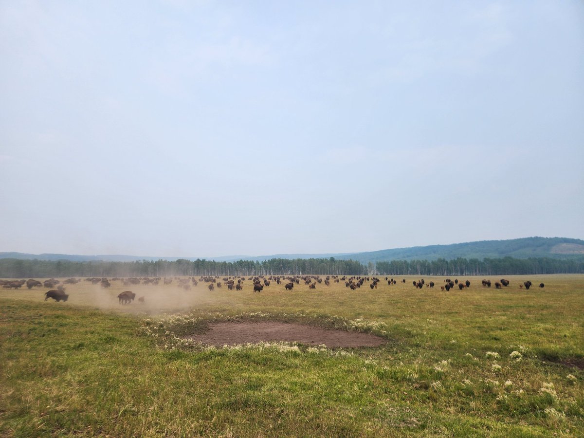 ha_koekemoer's tweet photo. It's dry and dusty and we are of to mow down the next pasture.... 🫣🦬  #BCPeace #Bison #Ranching https://t.co/2bnCUWVjxA