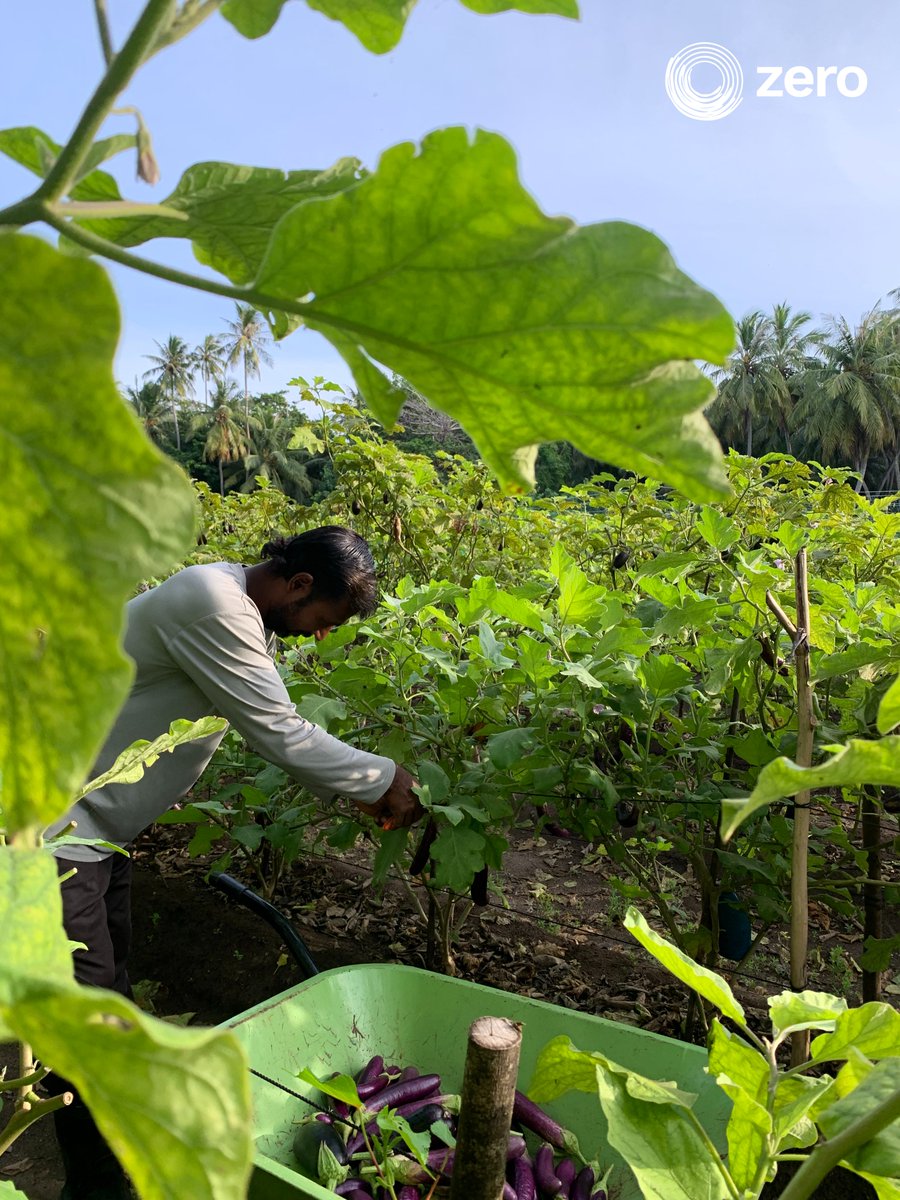 ZeroMaldives's tweet photo. 🍆 It's harvest time! Celebrating a successful brinjal harvest from our farm! ​

#HarvestingBrinjals #GardenToTable #HomegrownDelights #SustainableLiving #FreshProduce #GreenThumbs
#zero #maldives #sustainable https://t.co/gCblSnr76V