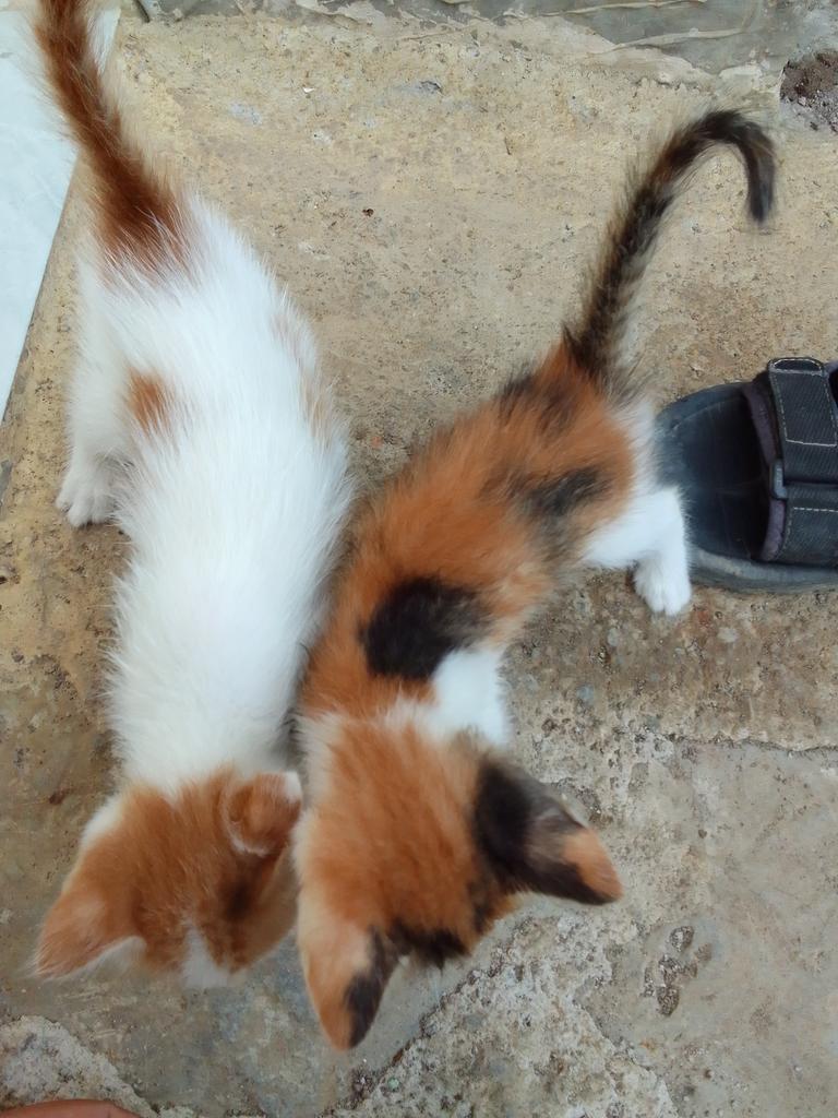 Kangen anak kucing yg kecil bgt..