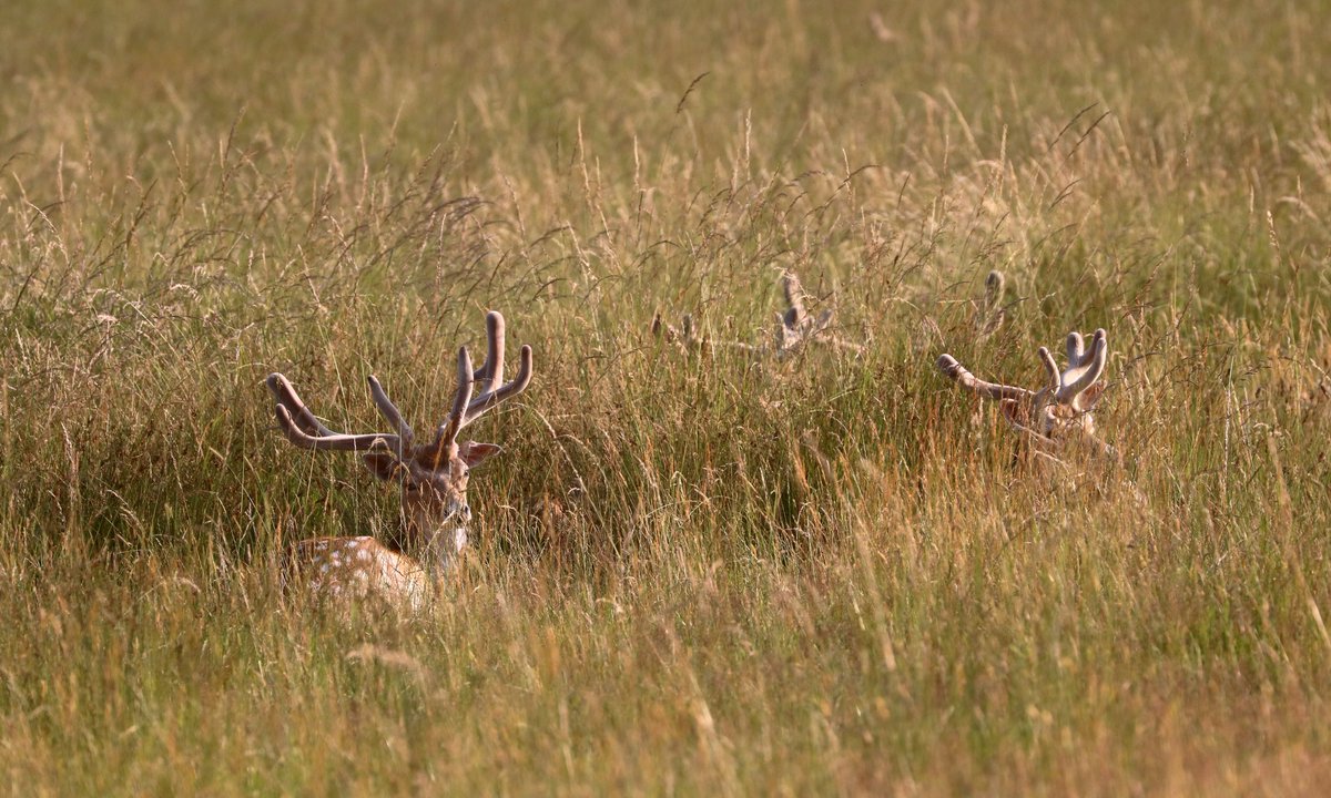 Linda Grace Peall (She/Her) 💙 tweet media