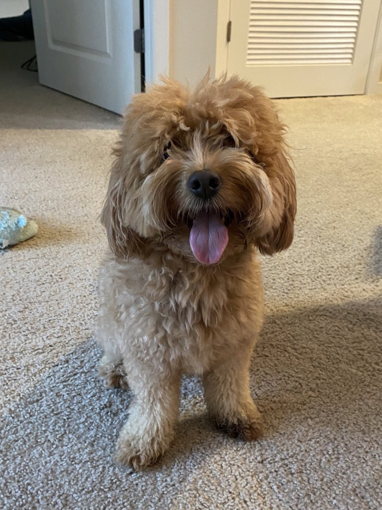 pochidoodle's tweet photo. 頭の割れ具合で床屋に行くタイミングを決められる犬 https://t.co/dr4jxxe0BA