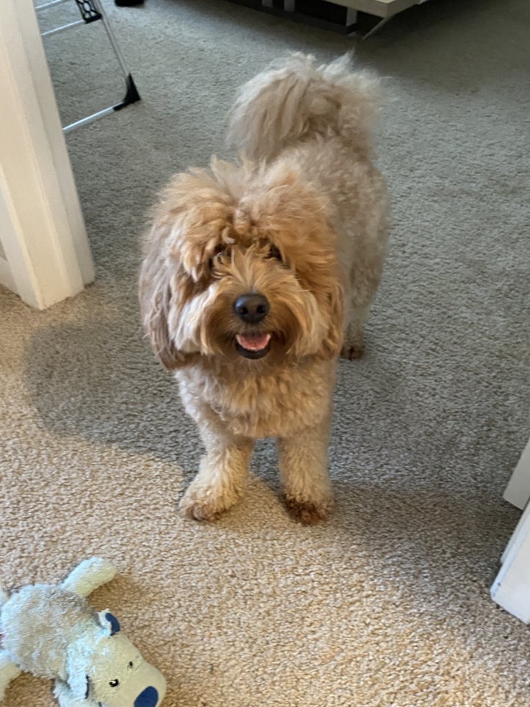pochidoodle's tweet photo. 頭の割れ具合で床屋に行くタイミングを決められる犬 https://t.co/dr4jxxe0BA
