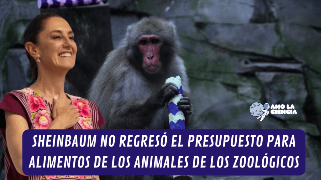 YoAmoaLaCiencia's tweet photo. Sheinbaum mantuvo los recortes en alimentos para animales de zoológicos de la CDMX
A pesar de que denunciamos los recortes a alimentos de más del 50%.
La ex Jefa de Gobierno no asigno suficiente dinero pese a que hay más animales y un mayor costo en la alimentación. https://t.co/irSAXcwNLS