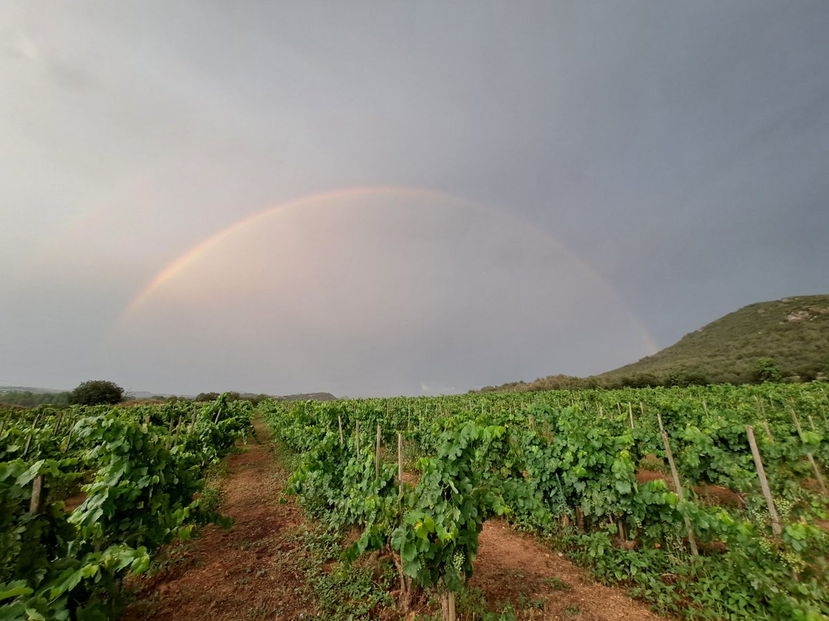 juditsogassanch's tweet photo. Ahir vespre va fer un plugim amb doble arc de Sant Marti 🌈 beneit dia #RubiodeSols #vinya #arcdeSantMarti #arciris #paisatge #vida #vineyard #organic #enologa @ACSommeliers @enolegs @DonesMonRural https://t.co/SovmCviCq6