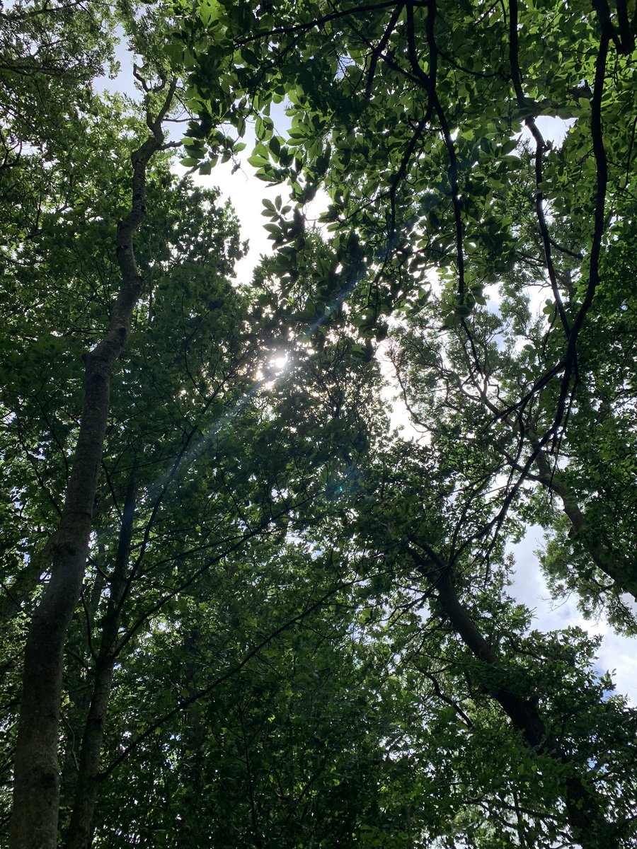 Aisling (She/Her) tweet media