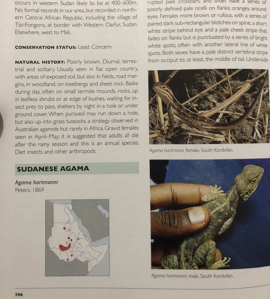 FromNaturalis's tweet photo. My copy has arrived!
The book will be available online by July 20th.2023
#conservation #instagram #new  #nature #photo  #book #research #africa  #sudan #ethiopia #eritrea #egypt  #djibouti #somalia #southsudan #reptiles #amphibians  #books #science  #afrique #bloomsbury #twitter https://t.co/9bAoYdiG7p