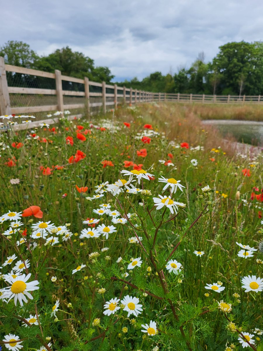 Wildflowers Horizon.....at tiered filter beds in association with the integrated constructed wetland