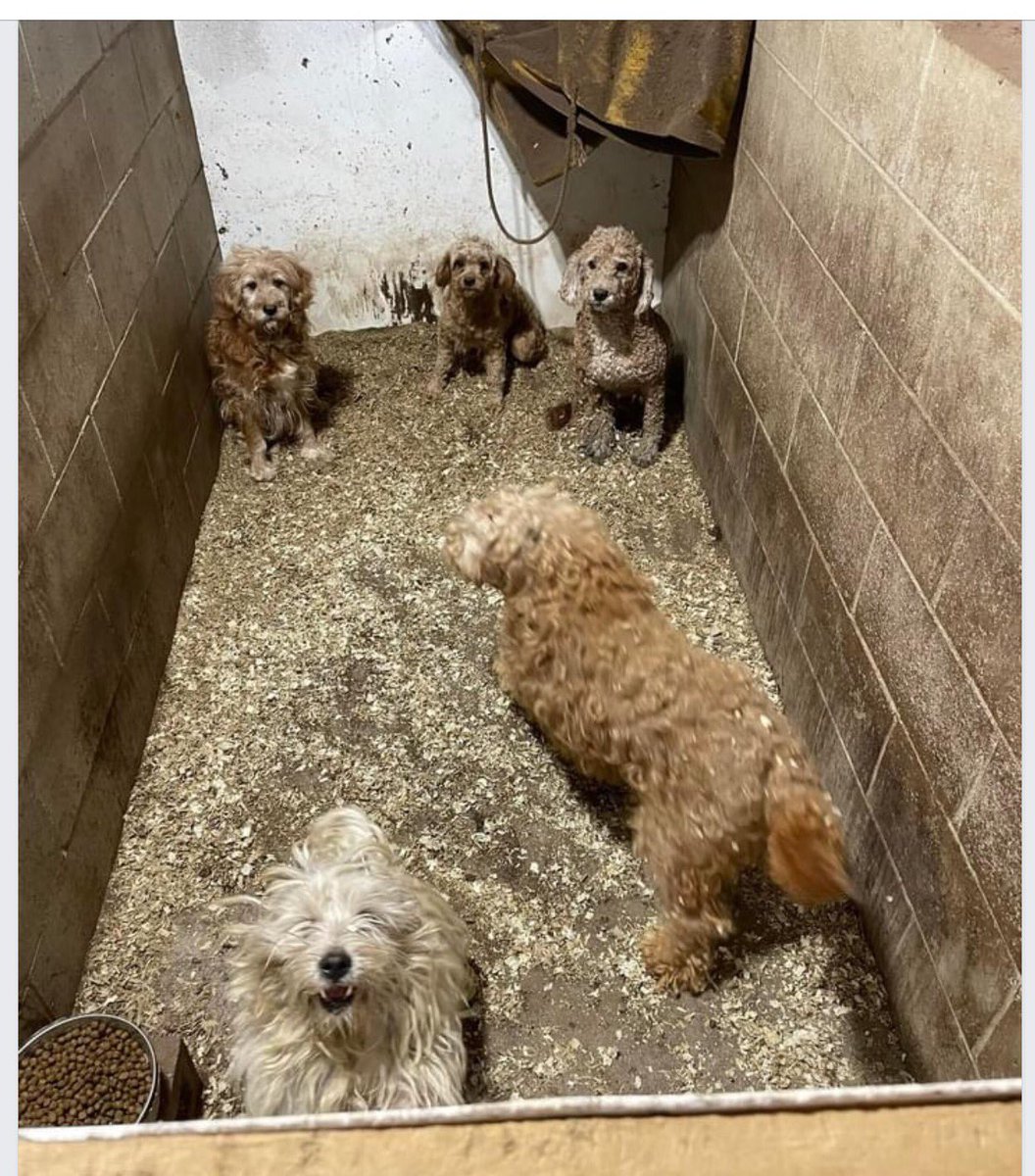 Whitewater Region, ONT - for years, horrendous puppy mill, unlicensed, not zoned. Council is negligent - just lets Tim Hubert do whatever he wants. @WhitewaterRegio @HumaneCanada @PemObserver @OttawaDogRescue @CBCOttawa @globalnews @ctvottawa