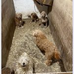 Photo by Stop Mills Now (part of Humane Initiative) (@StopMillsNow)