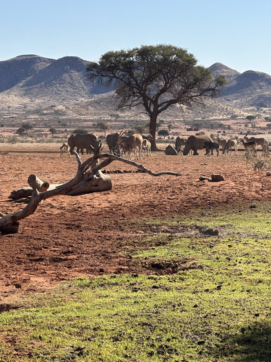 StevenMasterson's tweet photo. Africa is an amazing adventure. The people, the land, the wildlife, the history. #Africa #Botswana #Nambibia #SouthAfrica #History #people #wildlife #adventure #Safari https://t.co/gpWTzo4595