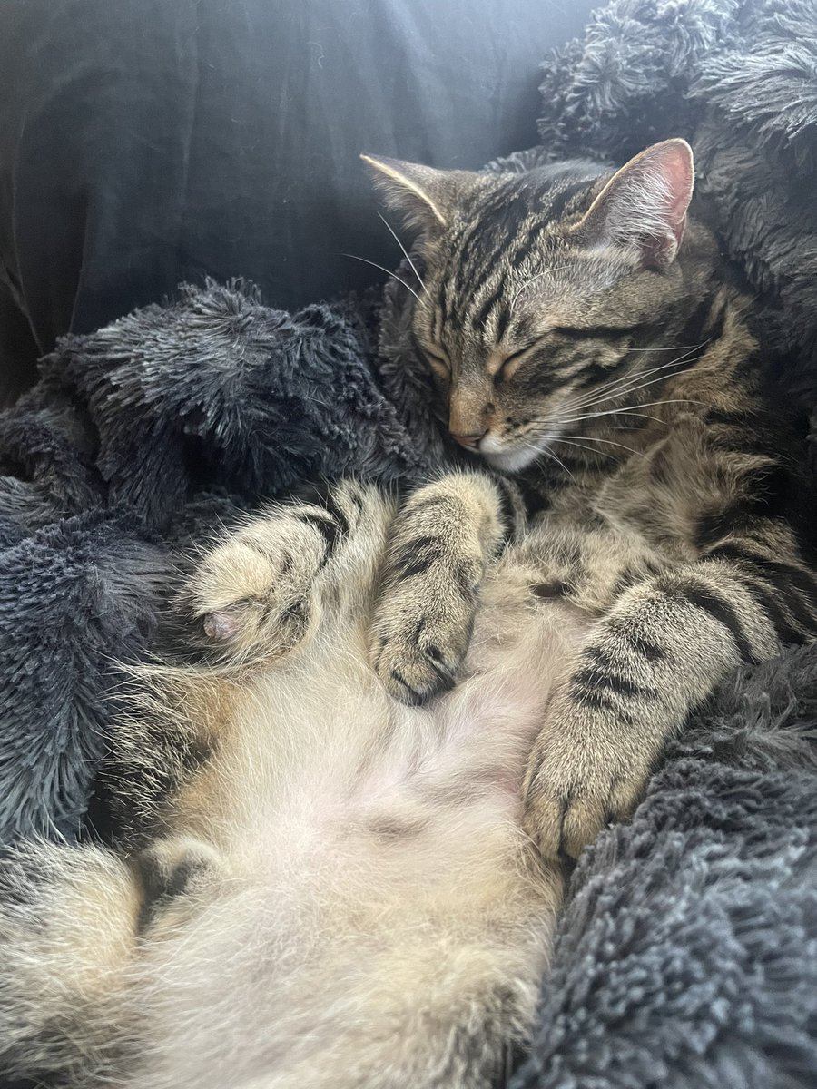 Phil 🇧🇿 tweet media