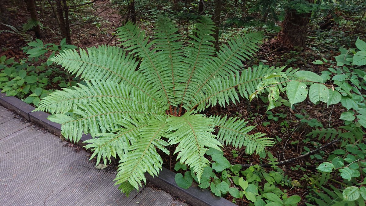旧軽井沢の苔庭のある別荘地でよく見かける大きな羊歯(シダ)。好まない人もいるらしいけど軽井沢の別荘地らしくていいと思う。オニシダというとばかり ...