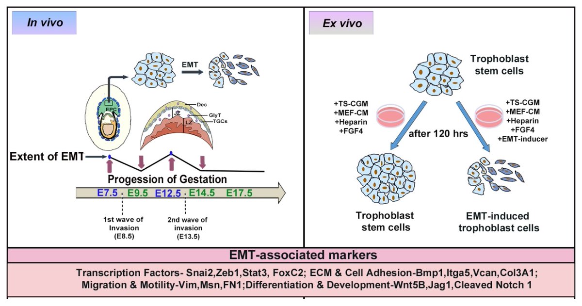 CSIR-IICB (@csir_iicb) on Twitter photo Congratulations Shipra Jena from Rupasri Ain’s lab <a href="/csir_iicb/">CSIR-IICB</a> for revealing occurrence of EMT, its molecular determinants and temporal assoc with
trophoblast invasion during placenta morphogenesis! <a href="/SciReports/">Scientific Reports</a> <a href="/DBTIndia/">Department of Biotechnology</a> <a href="/serbonline/">SERB</a> <a href="/ICMRDELHI/">ICMR</a> <a href="/CSIR_IND/">CSIR, India</a>
<a href="/IndiaBioscience/">IndiaBioscience.org</a> Congratulations Shipra Jena from Rupasri Ain’s lab <a href="/csir_iicb/">CSIR-IICB</a> for revealing occurrence of EMT, its molecular determinants and temporal assoc with
trophoblast invasion during placenta morphogenesis! <a href="/SciReports/">Scientific Reports</a> <a href="/DBTIndia/">Department of Biotechnology</a> <a href="/serbonline/">SERB</a> <a href="/ICMRDELHI/">ICMR</a> <a href="/CSIR_IND/">CSIR, India</a>
<a href="/IndiaBioscience/">IndiaBioscience.org</a>