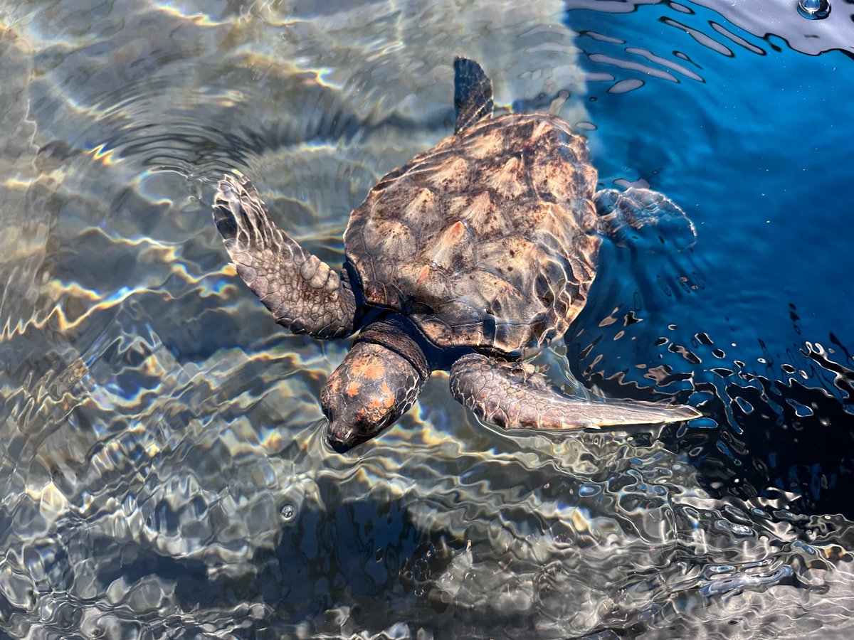2OceansAquarium's tweet photo. #LoggerheadTurtles are common patients at our #TurtleConservationCentre🐢They nest in KwaZulu-Natal when thousands of #turtle hatchlings enter the warm Agulhas Current. Some wash up in the Western Cape and require much care before release.💙#turtlerescue #turtleteam #ocean https://t.co/76cfmj4qqX